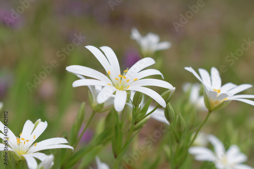 Wild white flowers