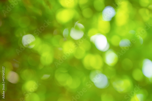 Blurred nature green bokeh for the background.