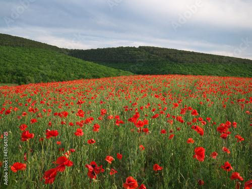 Spring meadow of poppies.