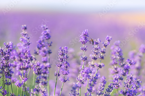 Bee and lavender flower.