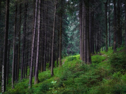 Pine and fir trees. Green coniferous forest in the morning. Dense old woods. Atmospheric landscape. Beautiful background.