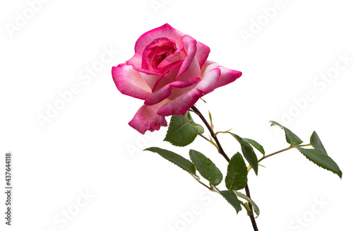 pink white rose isolated