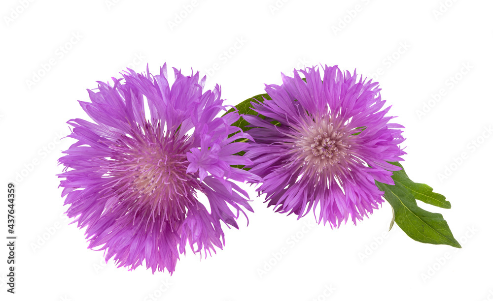 Obraz premium centaurea flower isolated