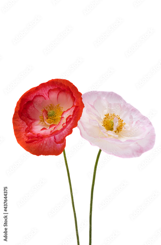 Obraz premium beautiful poppy flower isolated