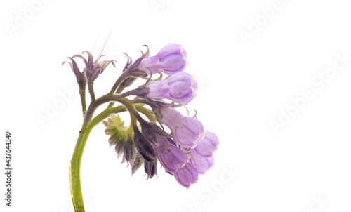 common comfrey isolated