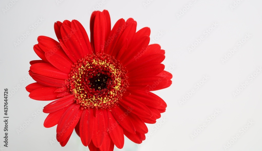 ガーベラ　赤い花