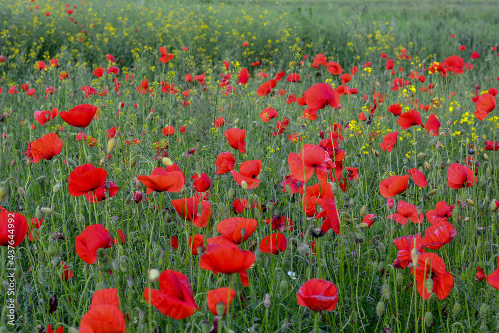 Fototapeta premium Field of red poppies flowers(Papaver rhoeas) close up. The plant is also known as corn rose, common, corn , field , Flanders or red poppy.