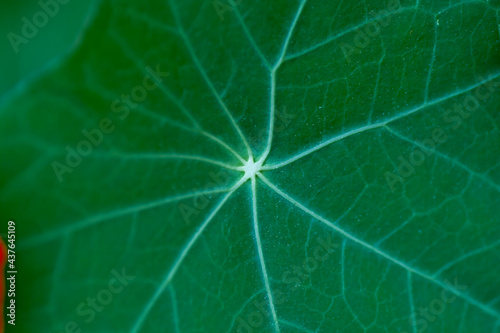 Green leaf of The garden nasturtium  Tropaeolum majus  also known as nasturtium  Indian cress or monks cress.