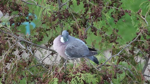 Wood pigeon sitting on a branch and cleaning feathers. Common wood pigeon preening its feathers while sitting on a tree branch. Columba palumbus