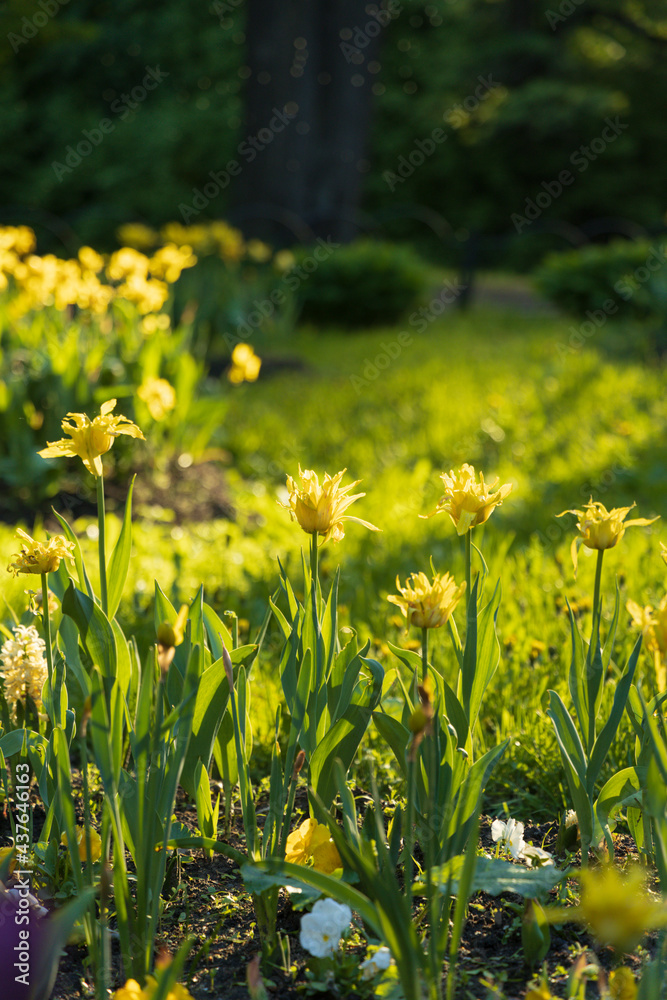 Yellow tulips on the lawn in the evening sunlight vertical orientation