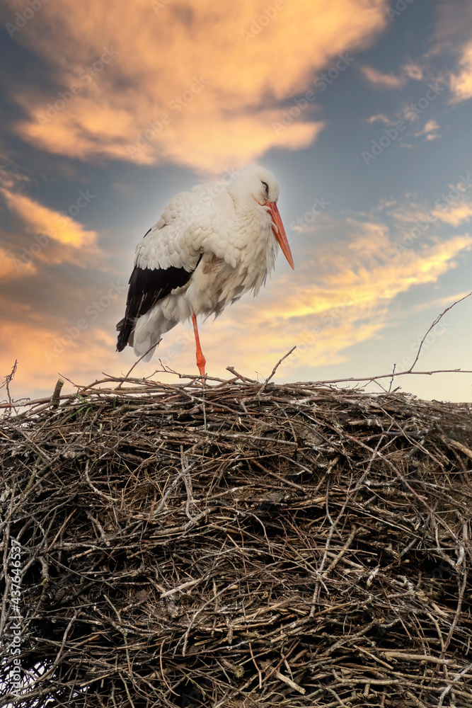 Fototapeta premium One stork build a nest. Dramatic golden blue sunset in the background, Skyscape