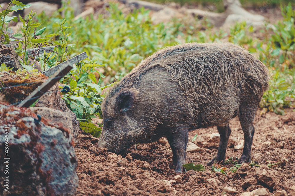 ein kleines Wildschwein sucht Futter im Matsch ein kleines Wildschwein sucht Futter im Matsch