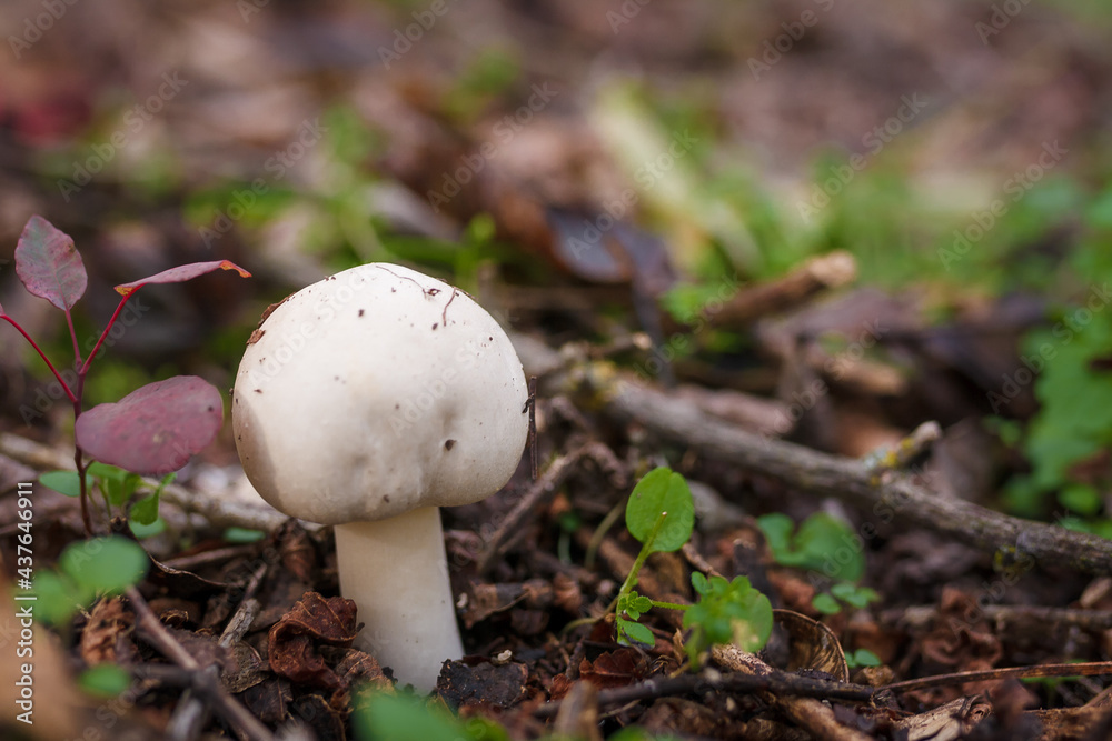 White champignon in autumn forest among dry leaves. Seasonal mushrooms in the woods. Fall nature, healthy organic food concept. White champignon in autumn forest among dry leaves. Seasonal mushrooms in the woods. Fall nature, healthy organic food concept.
