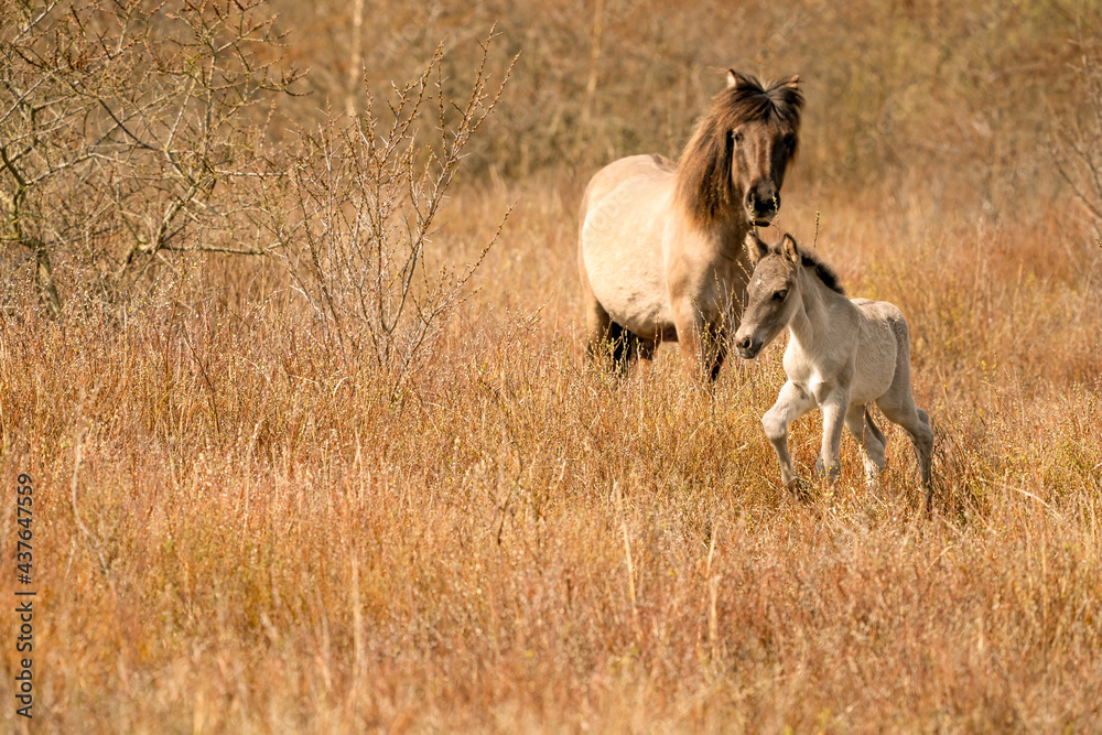 Mare and foal konik horses in a nature reserve, They walk in the golden reeds. Black tail and cream hair Mare and foal konik horses in a nature reserve, They walk in the golden reeds. Black tail and cream hair