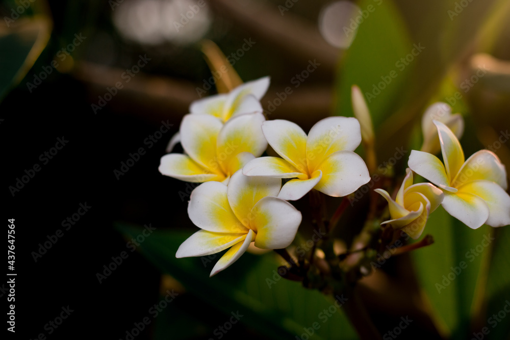 Fototapeta premium Frangipani