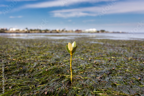 Canvas Print A young mangrove growing in the seagrass beds of Jawbone Sanctuary in Victoria, Australia
