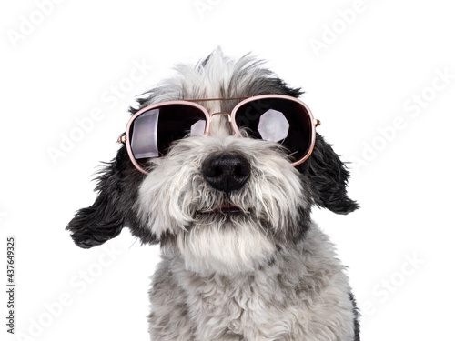 Head shot of cute small black and white dog, wearing sunglasses. Looking to camera, smiling. Isolated on a white background.