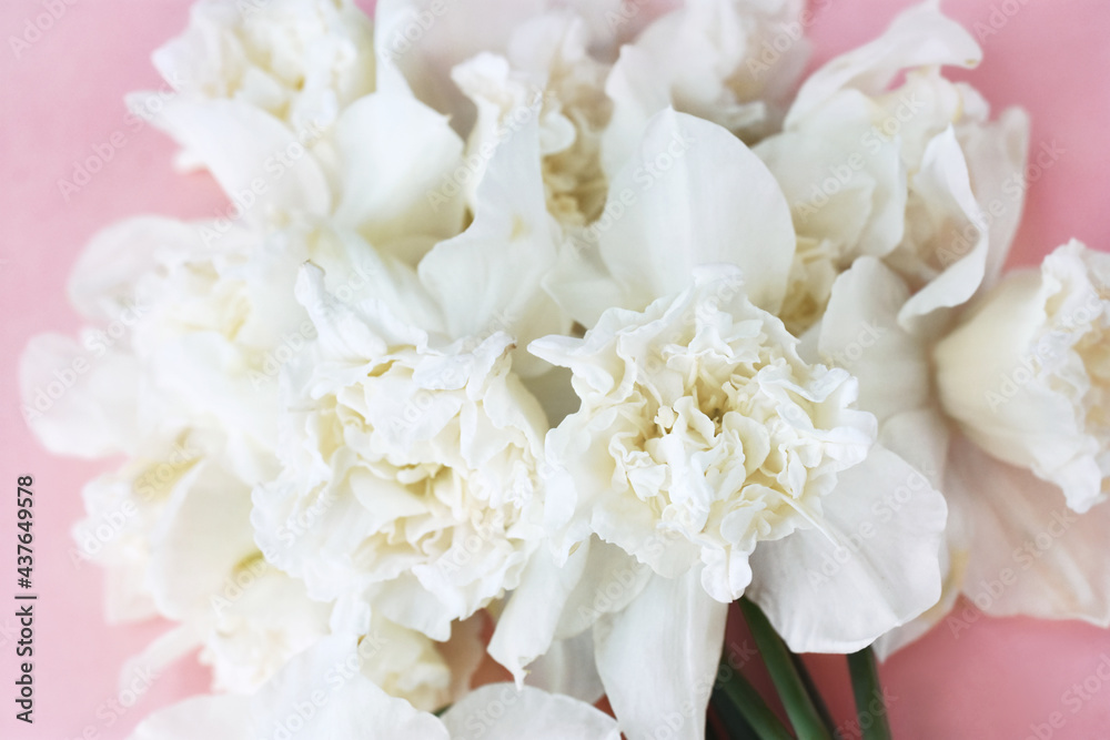 Spring blossoming white daffodils in garden, springtime blooming narcissus (jonquil) flowers, selective focus, shallow DOF, toned Spring blossoming white daffodils in garden, springtime blooming narcissus (jonquil) flowers, selective focus, shallow DOF, toned