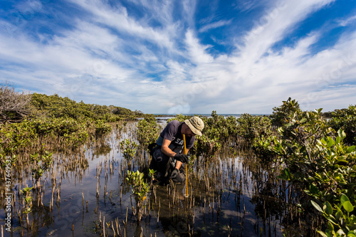 Scientist collecting a sediment core to asses carbon sequestration rates in the sediment of mangroves.