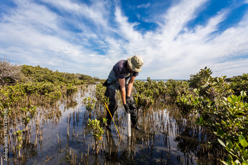 Scientist collecting a sediment core to asses carbon sequestration rates in the sediment of mangroves. photo