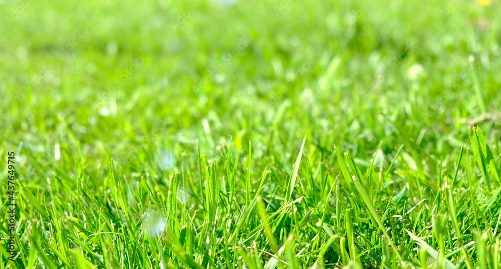Fototapeta premium Perfect green background by the fresh grass