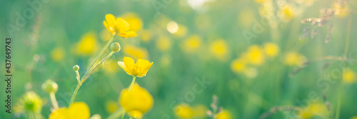 Beautiful spring summer background with wild meadow grass in the rays of sunset. In nature on a natural background, soft focus