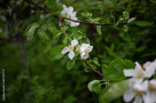 tree blossom