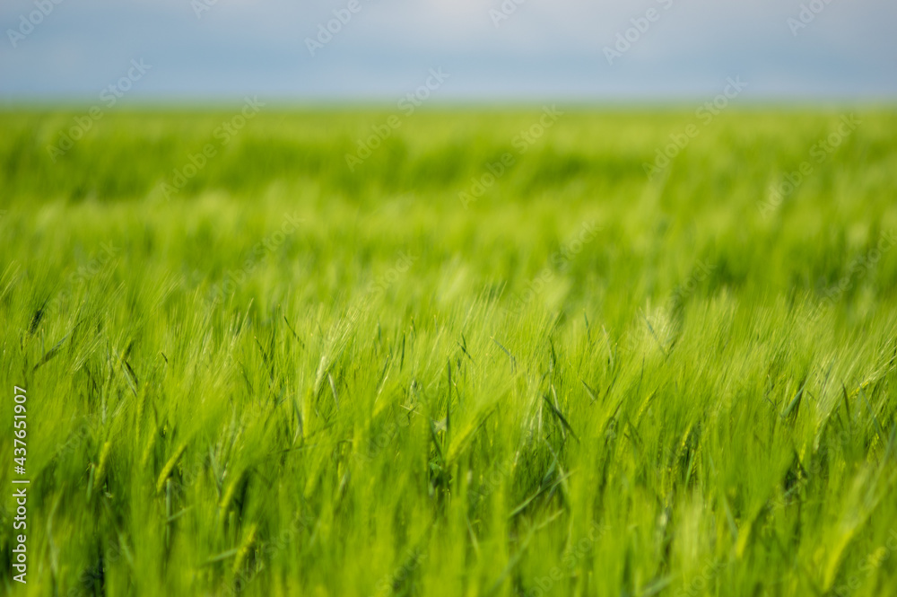 Spikelets of wheat on the field close up Spikelets of wheat on the field close up