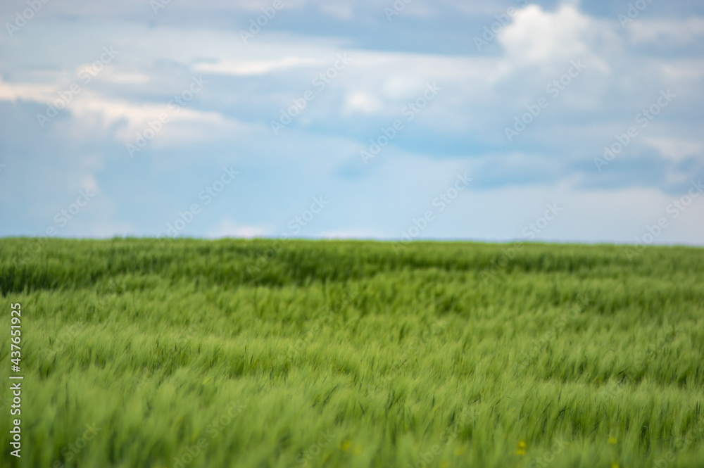 Field of wheat on sky background