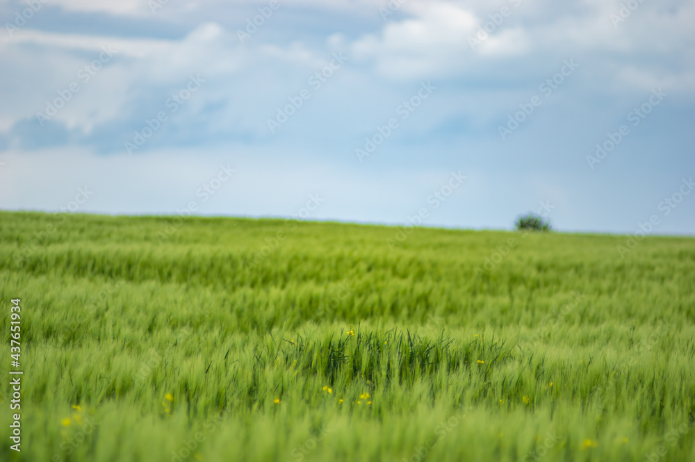 Field of wheat on sky background