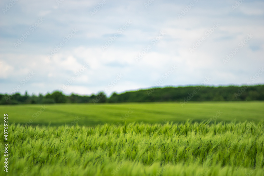 Field of wheat on sky background