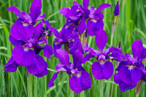 紫色の花が美しいアヤメ