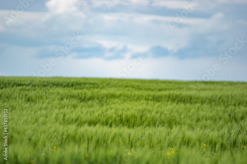 Field of wheat on sky background © onyx124