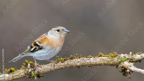 bird, robin, natur, wild lebende tiere, ast, tier, baum, wild, finch, spatz, © Oliver