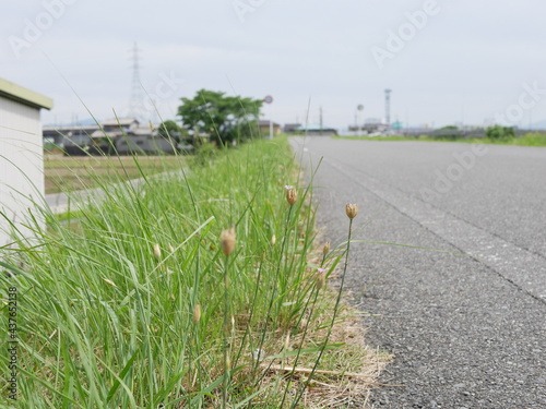 道草 grass on thewayside