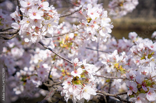 日本で見られる美しい桜の花 © 明音 吉川