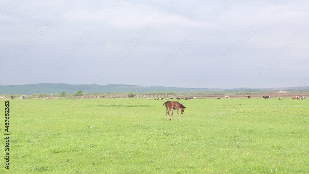 A young newborn colt getting up up from the grass in the pasture. Foal gets up. A young newborn colt getting up up from the grass in the pasture. Foal gets up.