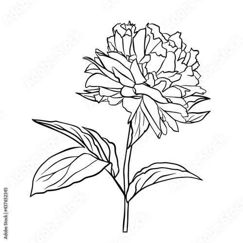 The outline of a peony bud. Vector isolated clipart. Botanical design.