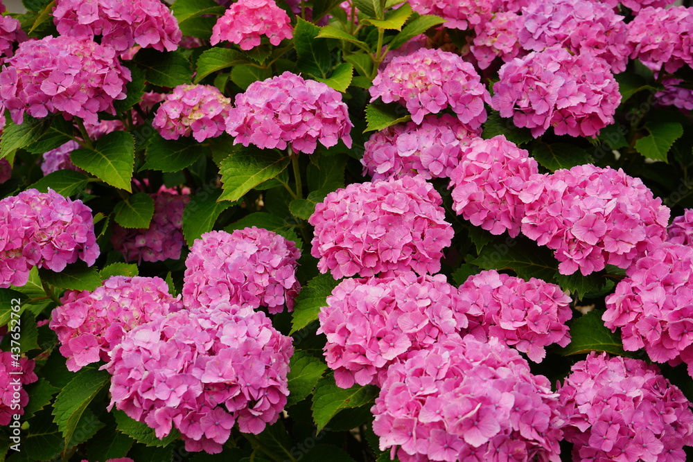 Pink and purple Hydrangea flower on blurred background - ピンクと紫色の紫陽花の花 Pink and purple Hydrangea flower on blurred background - ピンクと紫色の紫陽花の花