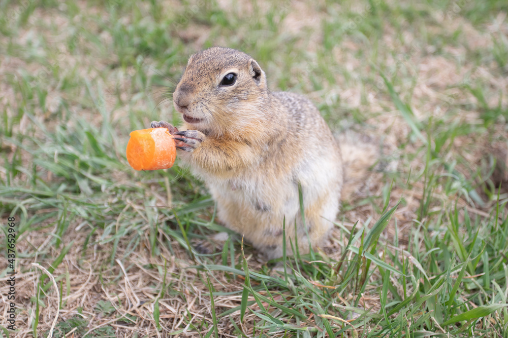 The cute Groundhogs eating while standing and looking. The cute Groundhogs eating while standing and looking.