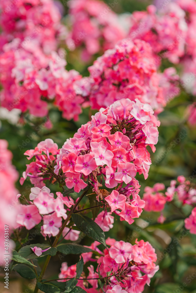 Pink phlox in the garden on a sunny day Pink phlox in the garden on a sunny day
