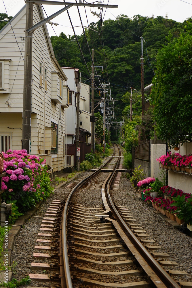 Enoden Railway along pink and purple Hydrangea flower - 紫陽花の花と江ノ電の線路
