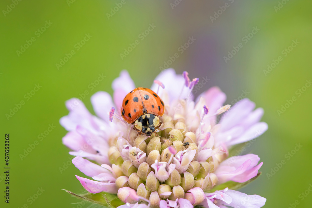 Closeup of an asian ladybeetle (Harmonia axyridis) on a field scabious (Knautia arvensis). Closeup of an asian ladybeetle (Harmonia axyridis) on a field scabious (Knautia arvensis).