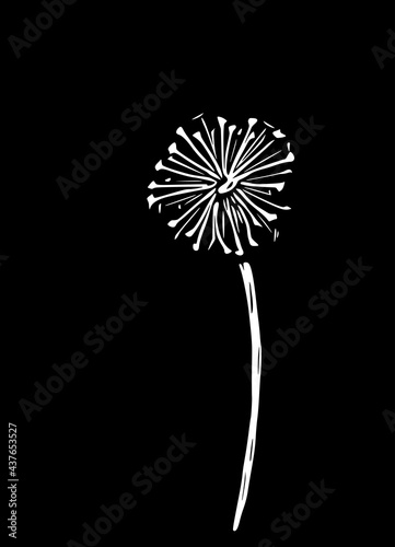 Abstract vector illustration of a dandelion. Modern floral art isolated on a black background.