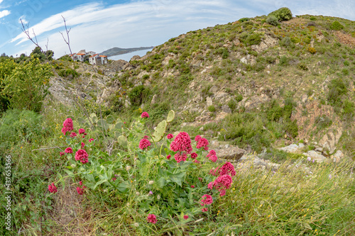 Flowers blooming in France during springtime photo