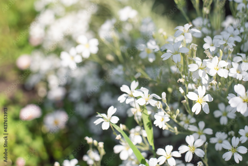 White flowers of Cerastium tomentosum with copy space White flowers of Cerastium tomentosum with copy space
