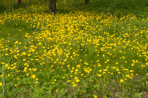lawn with yellow dandelions