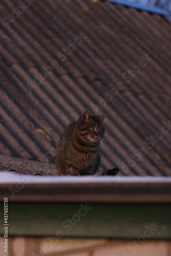 cat on the roof
