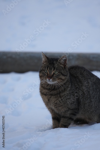 cat in the snow