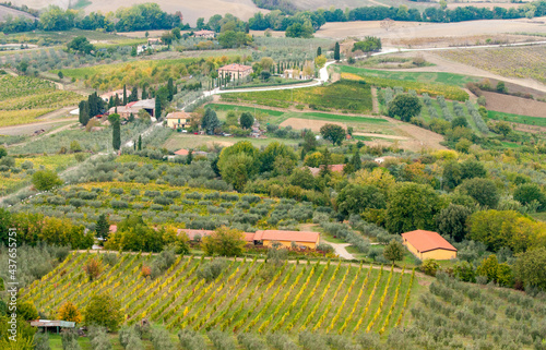 Rows of pruned bare grape vines early autumn with cottage houses in Tuscany area in Italy